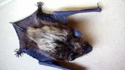 Rabid bat found at San Diego Zoo Safari Park: Health officials issue warning